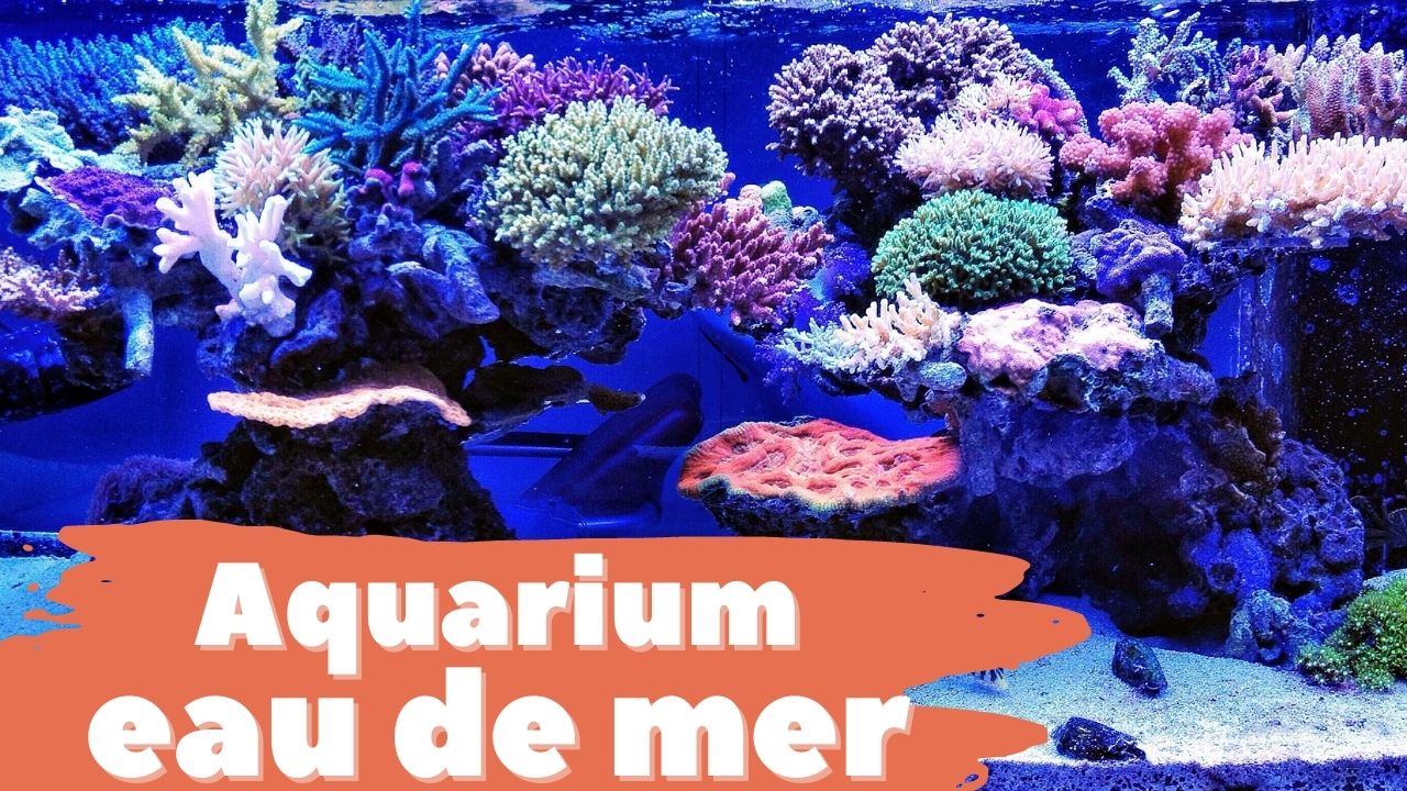 Aquarium eau de mer : définition et explications