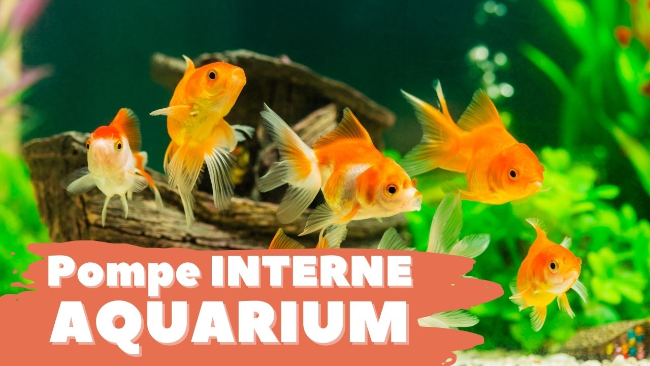 Pompe aquarium interne : Le guide complet - Aquarium Et Compagnie
