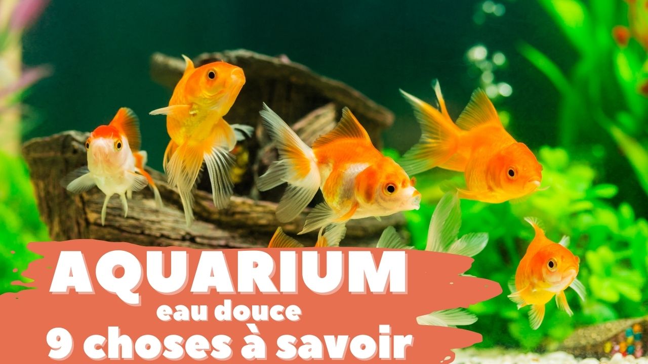 Eau de mon aquarium (eau douce) - Analyse Inovalys